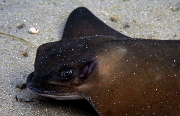 Dr Chantel Elston shows the wonders beneath the waves at Plett’s Keurbooms estuary