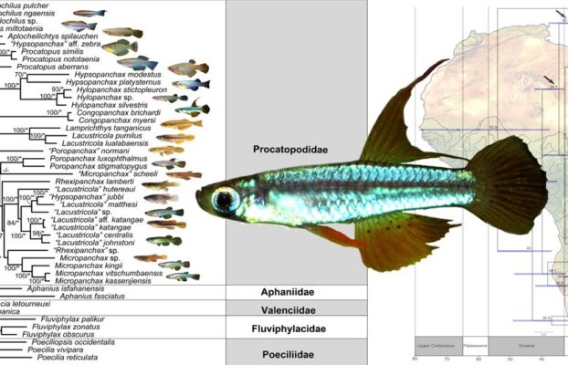 Identifying the diversity of the southern Africa lampeye fishes (Lacustricola)