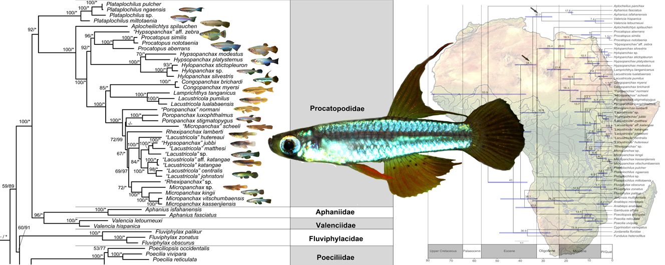 Identifying the diversity of the southern Africa lampeye fishes (Lacustricola)