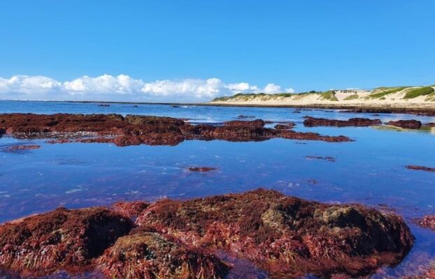 Nursery role of red algae dominated reef in temperate Algoa Bay