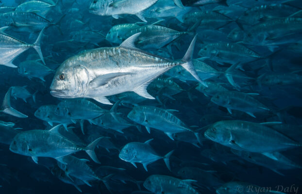 SAIAB Seminar: Dr Taryn Murray – Do Marine Protected Areas really protect mobile aquatic species?