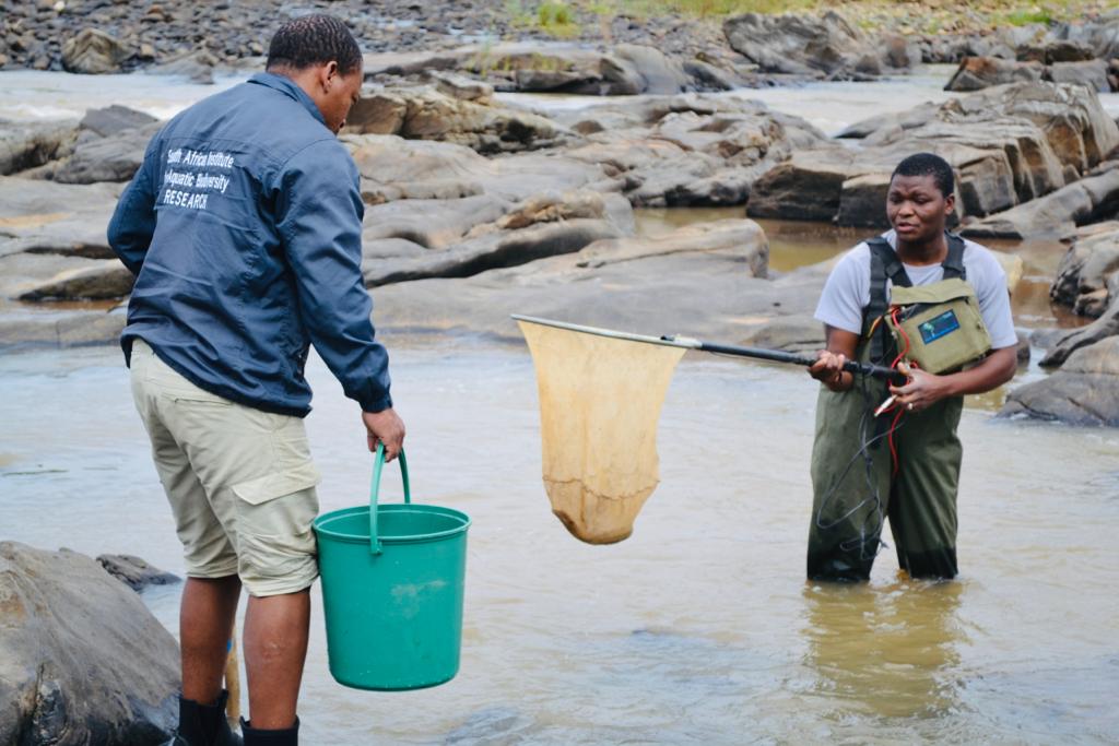 Dr Albert Chakona Promoted to Chief Scientist at the NRF-SAIAB: advancing aquatic research in Africa