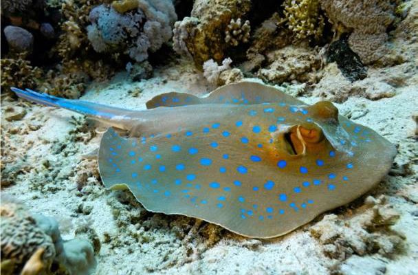 NRF-SAIAB Briefing Note: New insights into ray movement and conservation