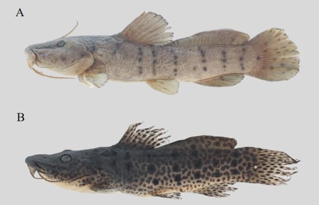 Unveiling New Species: How Eight New Catfish Species Were Named