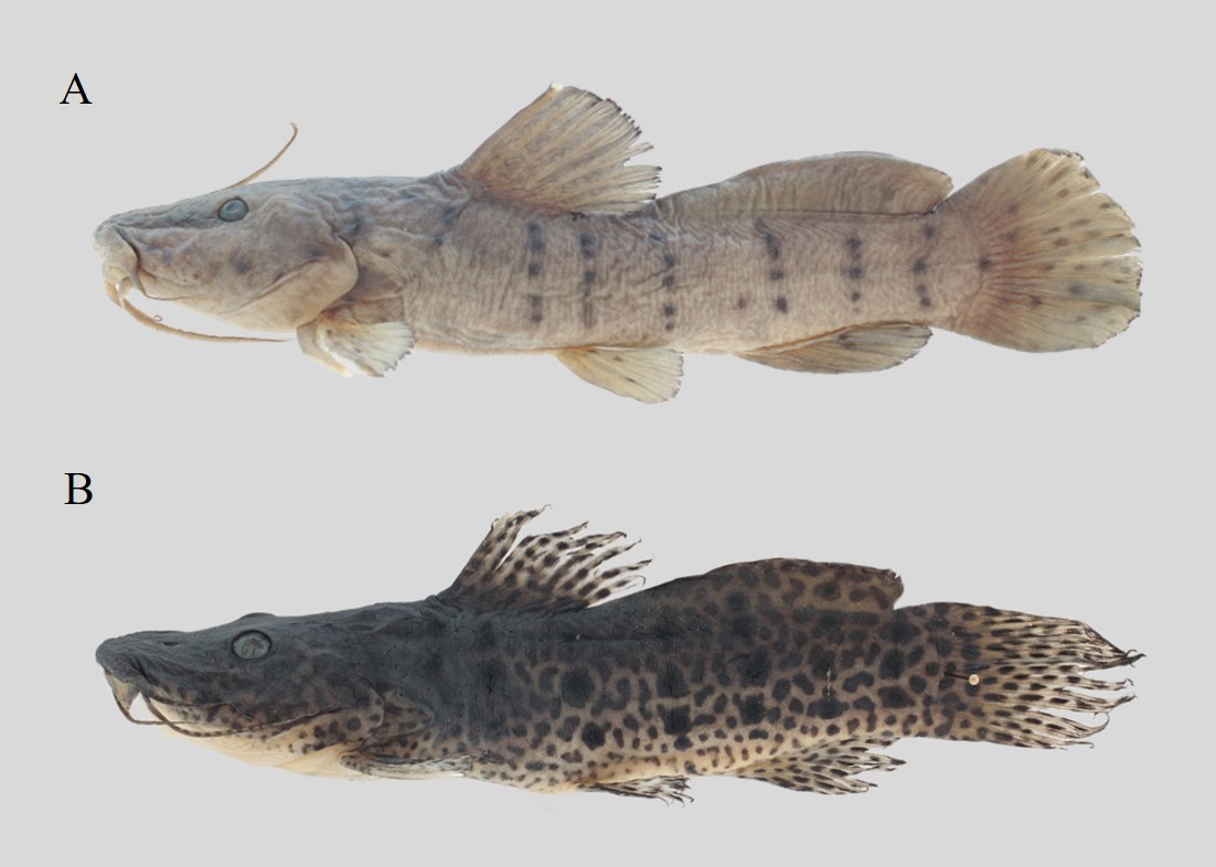 Unveiling New Species: How Eight New Catfish Species Were Named