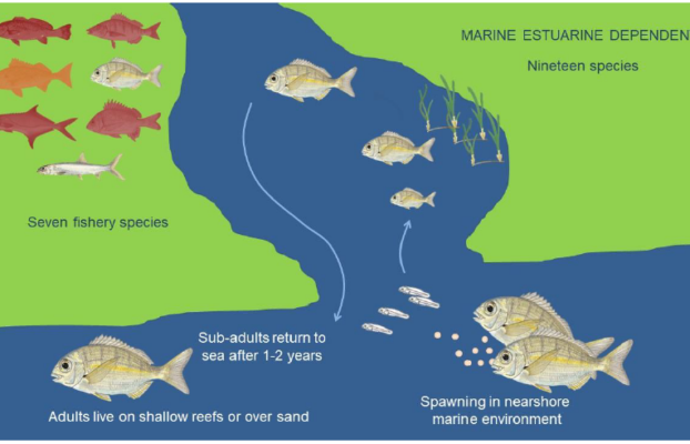 NRF-SAIAB-SAEON Briefing Note: Climate change resilience and refugia for fishery species