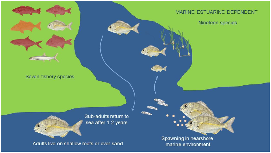 NRF-SAIAB-SAEON Briefing Note: Climate change resilience and refugia for fishery species