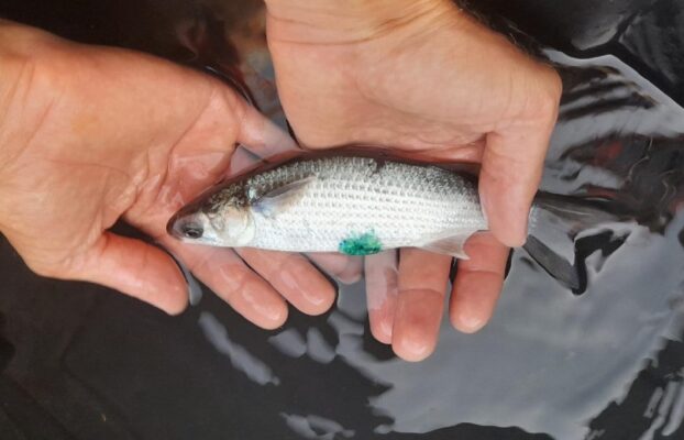 NRF-SAIAB Briefing Note: Small but mighty – The humble mullet and their ecological importance