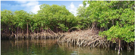 NRF-SAIAB Briefing Note: Climate Change and the Sustainable Ocean Economy