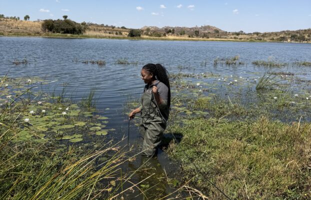 Double Trouble! Invasive Aquatic Plants May Be Fueling Mosquito Populations