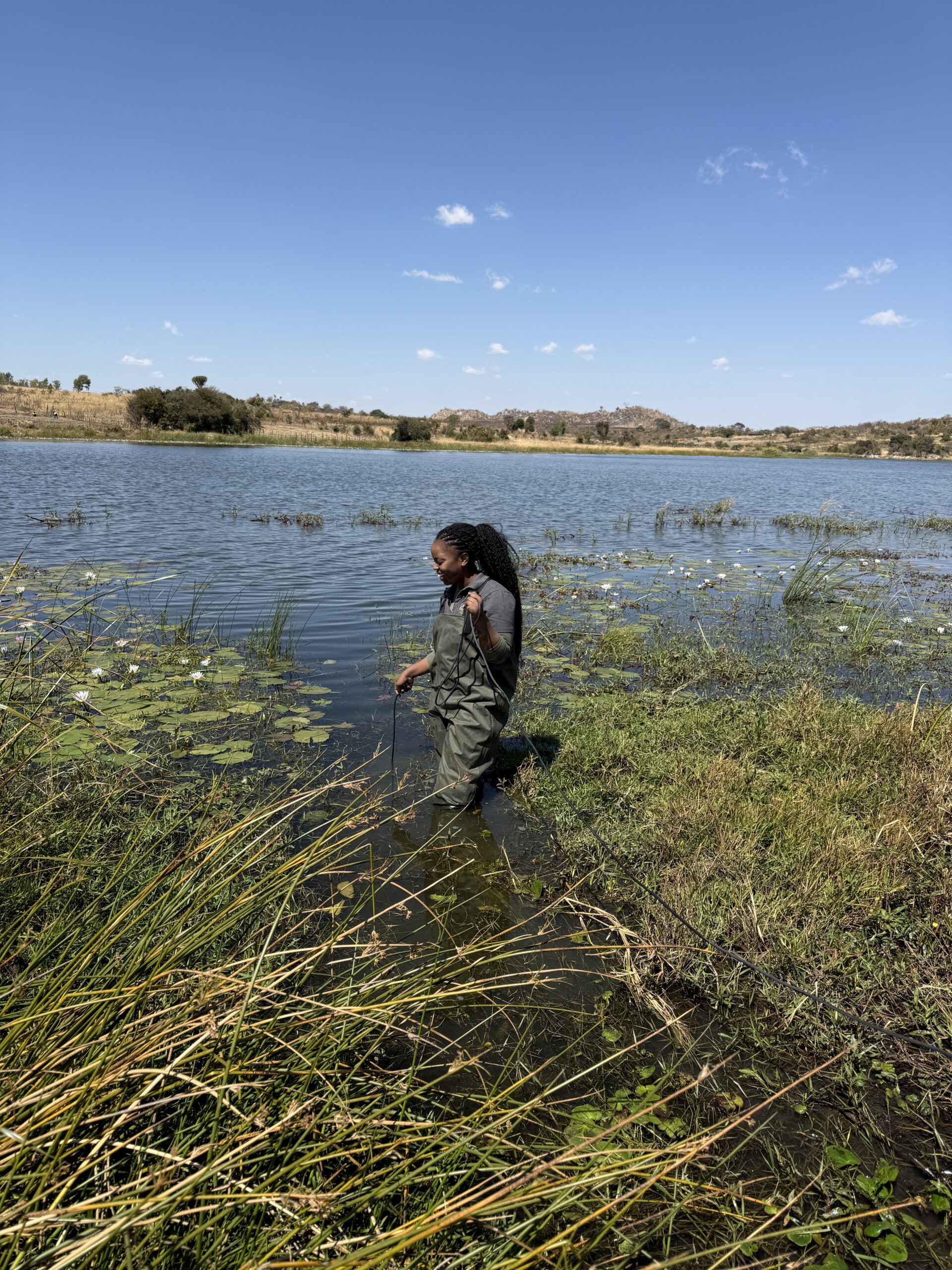 Double Trouble! Invasive Aquatic Plants May Be Fueling Mosquito Populations