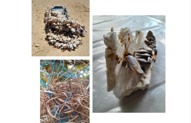 NRF-SAIAB Briefing Note: Microplastics in Aquatic Ecosystems, Implications for Ecosystem Services and Long-Term Solutions