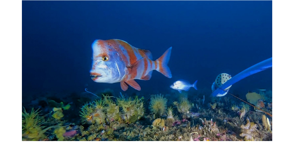 NRF-SAIAB Briefing Note: Developing nd Applying Indicators to Support Marine Ecosystem Assessments