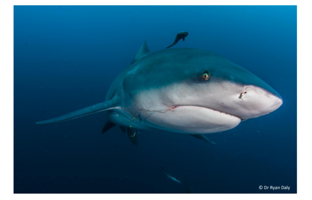 NRF-SAIAB Briefing Note: Shark and Ray Conservation in Southern Africa