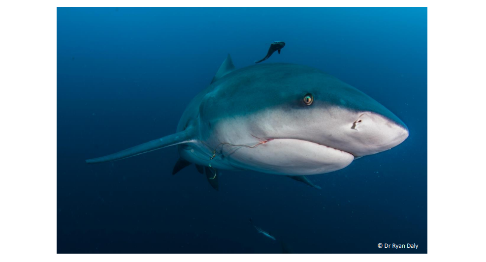 NRF-SAIAB Briefing Note: Shark and Ray Conservation in Southern Africa