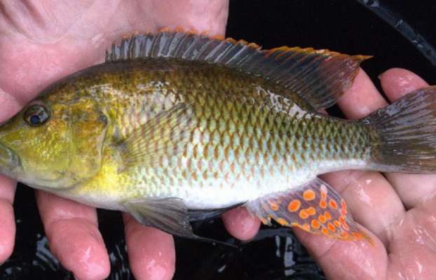 NRF-SAIAB Briefing Note: Conservation of the Orange Fringed River Bream in South Africa and Eswatini and broader implications for freshwater fish conservation