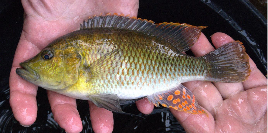 NRF-SAIAB Briefing Note: Conservation of the Orange Fringed River Bream in South Africa and Eswatini and broader implications for freshwater fish conservation