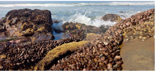 Postdoctoral research fellowship: Spatial mapping of intertidal mussel beds along the South African coast