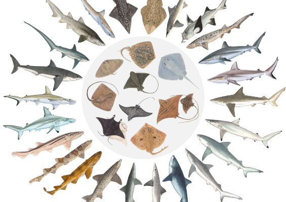 International Shark Awareness Day