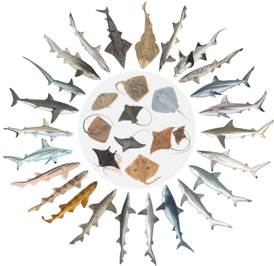 International Shark Awareness Day